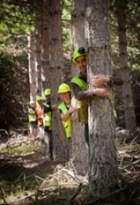 people behind trees