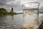 Lake water quality