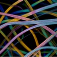 Cotton fibres at high magnification. Lloyd Donaldson, winner of Small World Photographic Competition