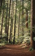 Redwoods.jpg