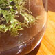 growing in glass jars, Science in the Park 2009