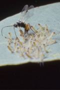 Parasitic wasp <i>Cotesia urabae</i> and gum leaf skeletoniser caterpillar <i>Uraba lugens</i>, photo courtesy of Dr Geoff Allen (University of Tasmania/TIAR).