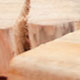the internal structure of wood, Science in the Park 2009