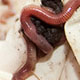 earthworms, Science in the Park 2009