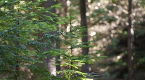 Douglas-fir Seedling