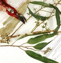 Herbarium