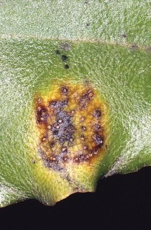 Puccinia_psidii