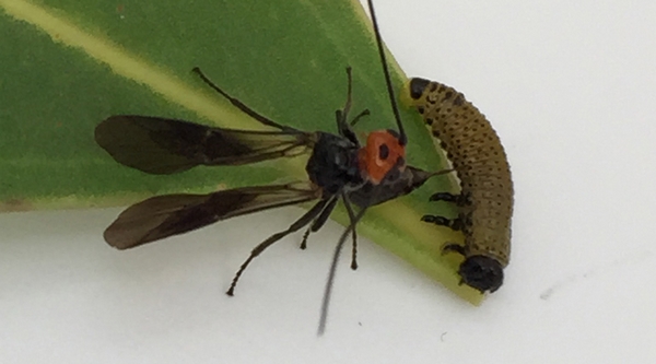 Eadya daenerys stinging a Paropsis charybdis larva