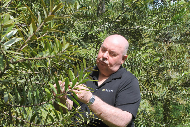 Greg Steward and kauri