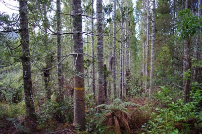 Kauri trees