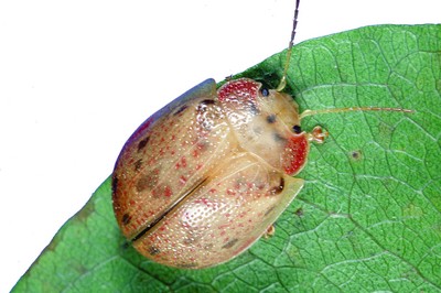 Paropsis