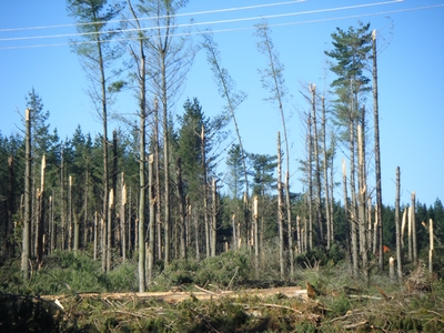 Wind damage