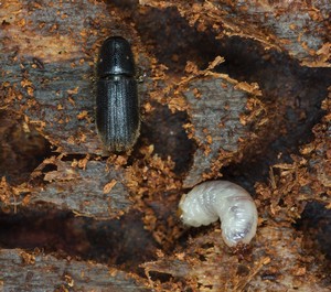 Bark beetle