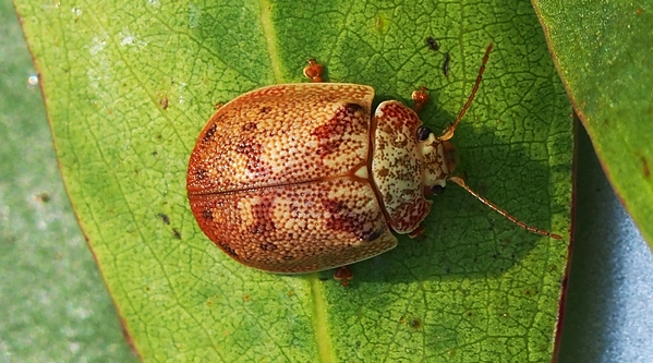 Paropsis charybdis or eucalyptus tortoise leaf beetle.