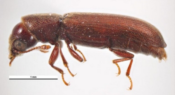 African powder post beetle-slide