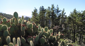 Cactis and radiata on Cedros Island