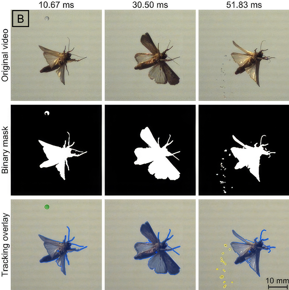 B: Object tracking workflow. Columns show selected frames at 10.67 ms, 30.50 ms and 51.83 ms (left to right). Rows show the original video, binary segmentation mask and tracking overlay (top to bottom). In the tracking overlay, the moth is shown in blue, the incident droplet in green and secondary droplets in yellow. Photo credit: William Falconer Beach, University of Canterbury.