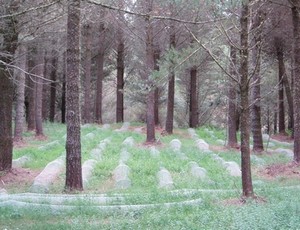 Understorey intercropping has the potential to change how forests are planted in the future