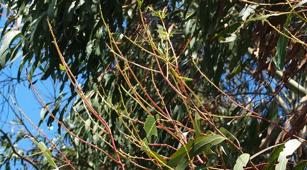 Eucalypt foliage stripped by Paropsis