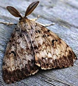 Male moth