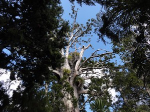 Kauri dieback disease will potentially wipe out whole populations of kauri.