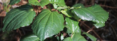 Kawakawa is an indigenous species that is used for culinary, medicinal and cosmetic purposes.