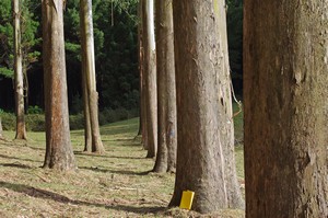 eucalypts