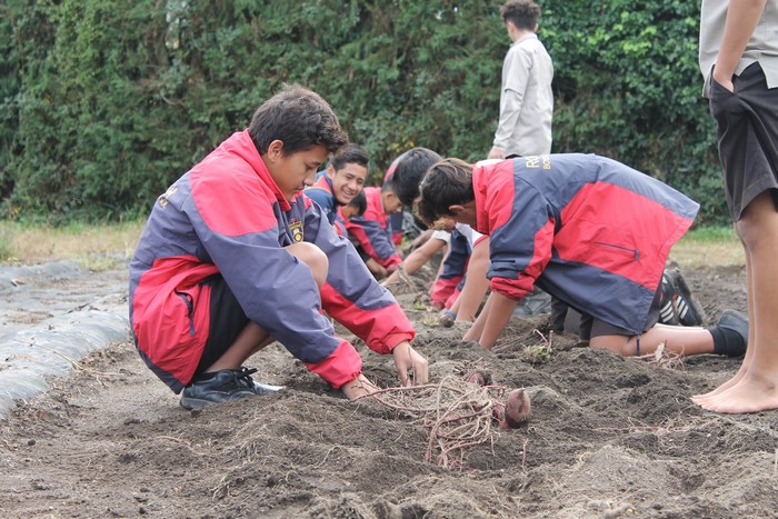 boys high students kumara planting