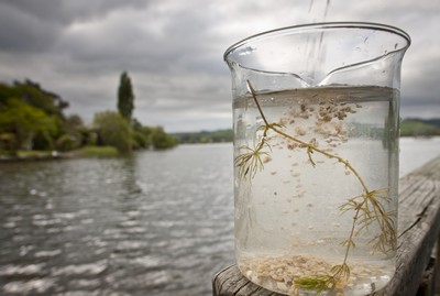 Lake water quality