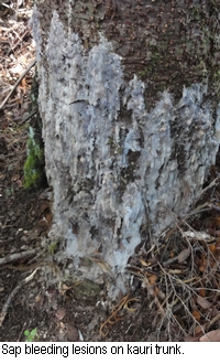 Sap bleeding lesions on kauri trunk.