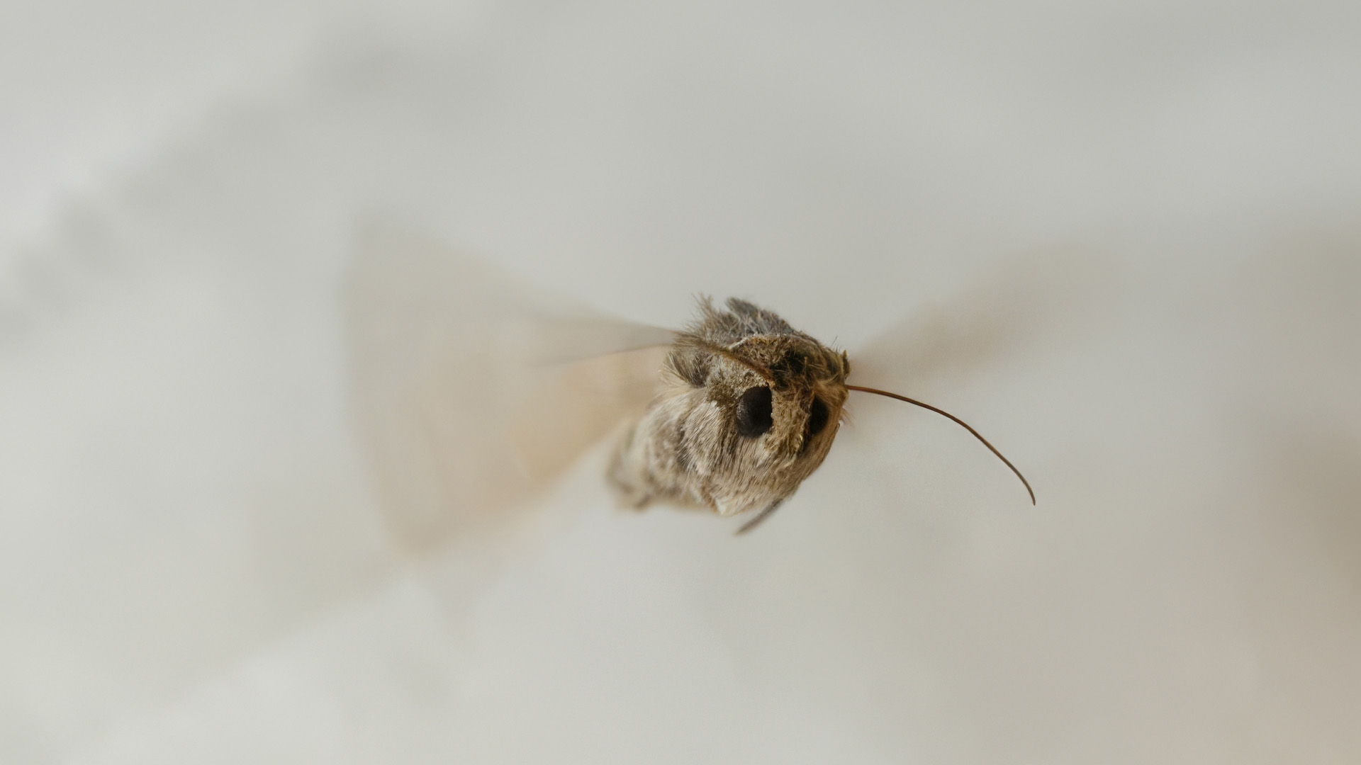 Figure 1: A Fall Armyworm moth (Spodoptera frugiperda) in flight during laboratory studies at the University of Canterbury. Source: Bioeconomy Science Institute