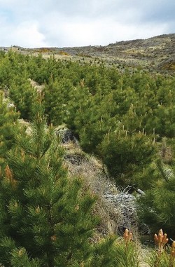 hybrid pines trial plot