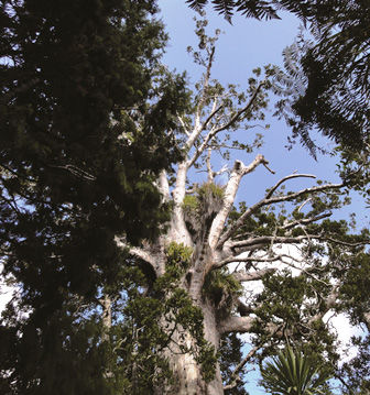 kauri dieback