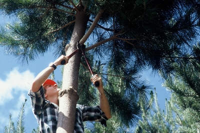 Workshop pruning