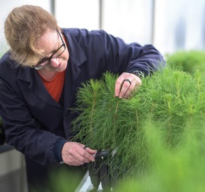 fascination of plants