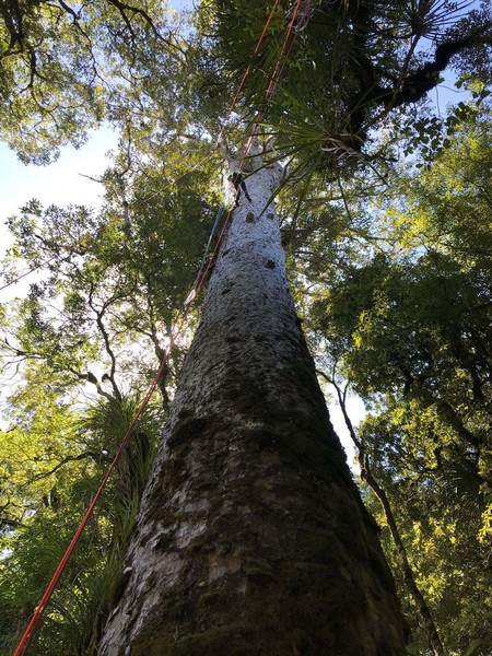 Climber_in_TeRarawa_kauri