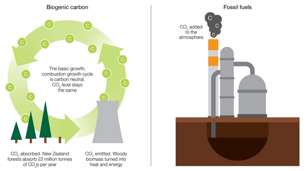 Carbon cycling diagram